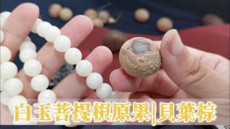 白玉菩提是什麼